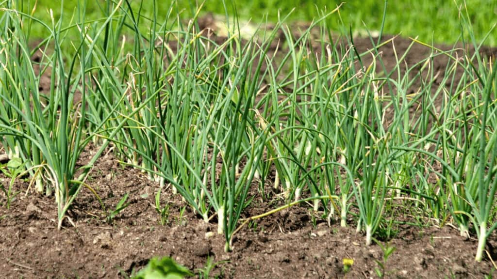 companion plants for garlic