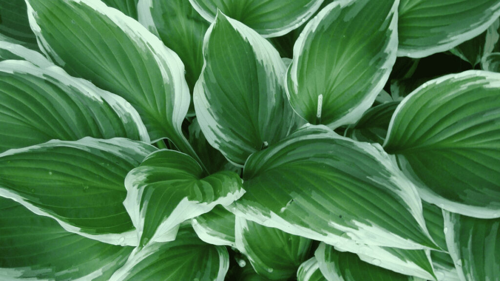 companion plants for hostas