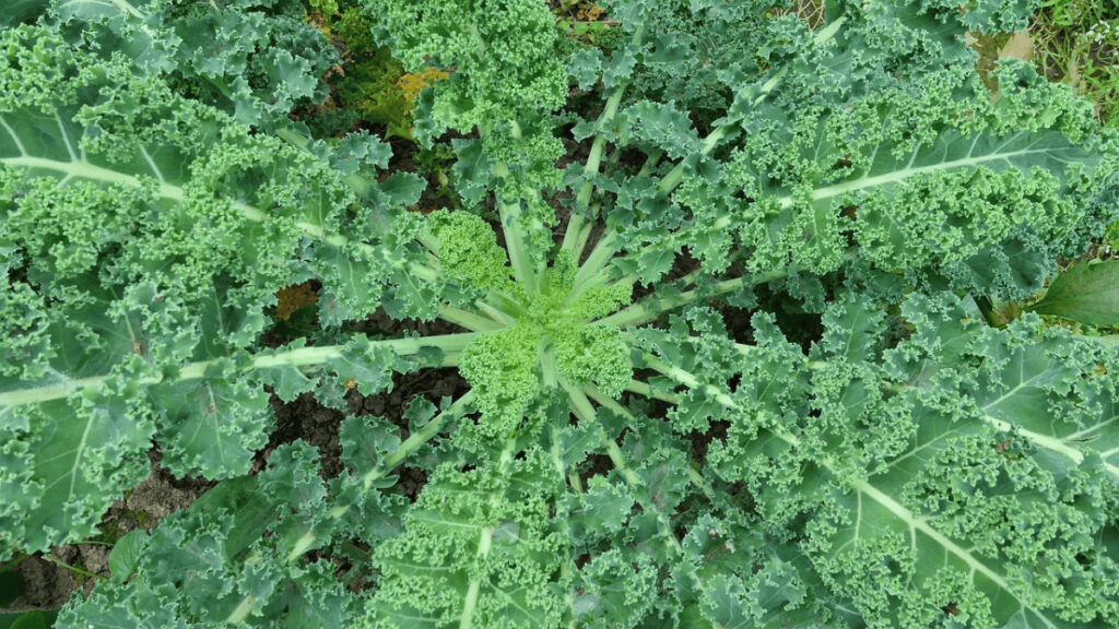 companion plants for kale