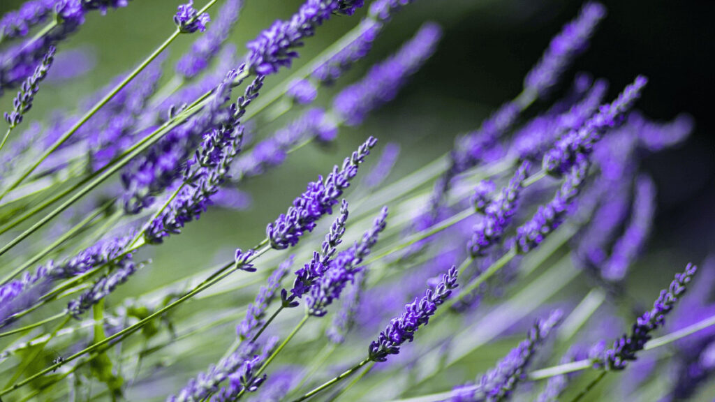 companion plants for lavender