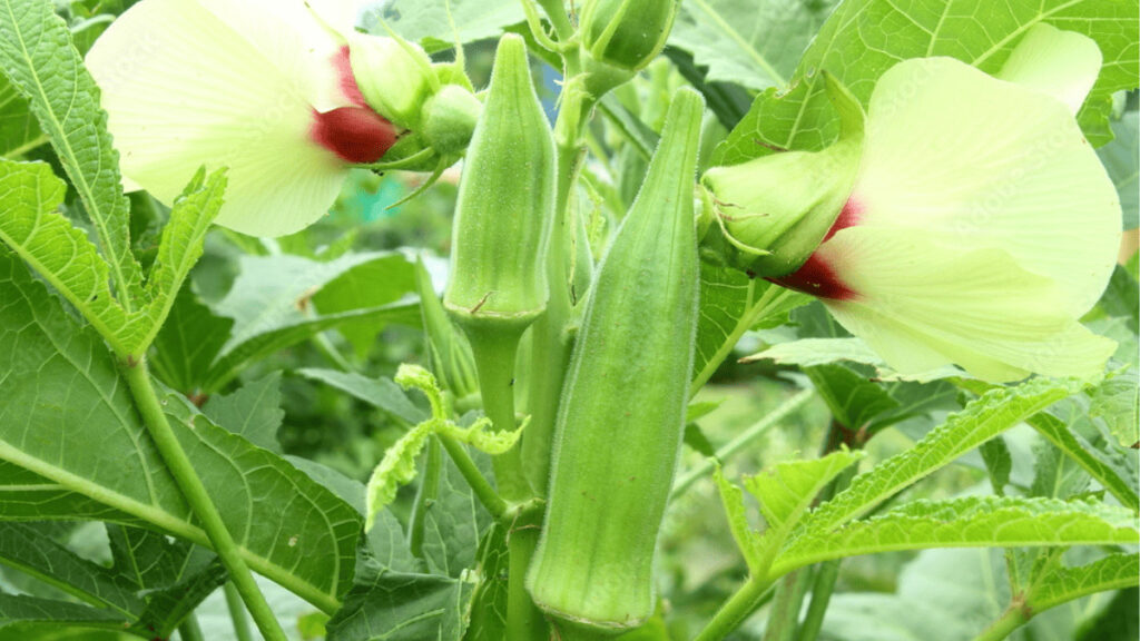companion plants for okra