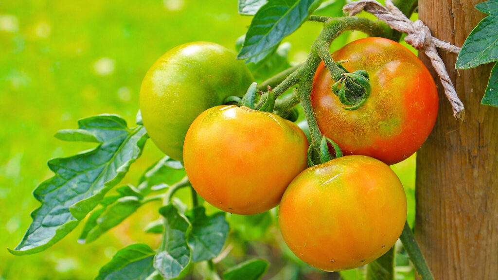 companion plants for tomatoes