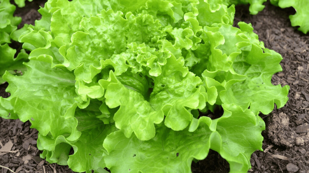 companion plants for lettuce