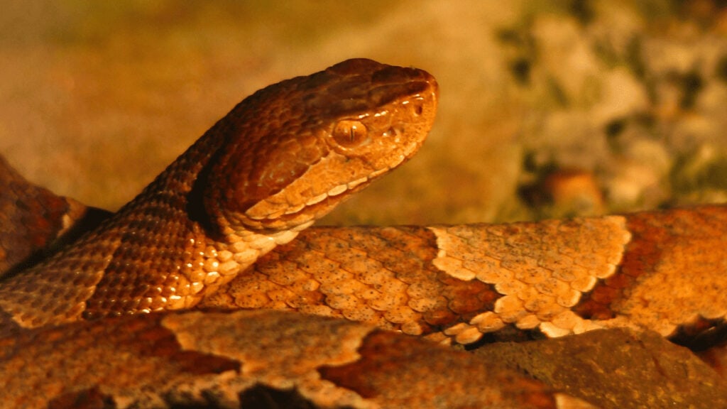 copperhead snakes