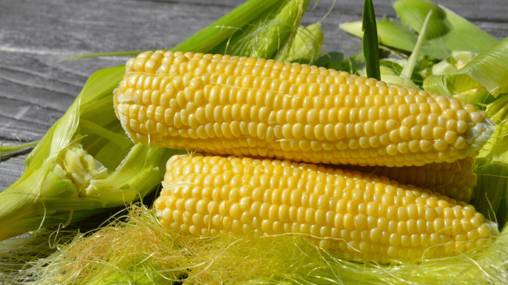 corn companion planting