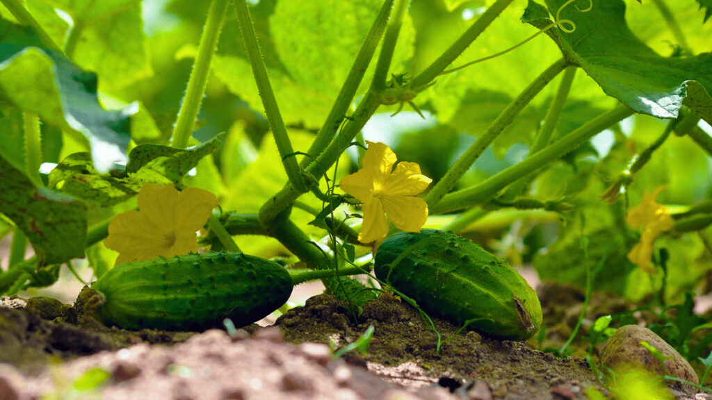 cucumber companion plants