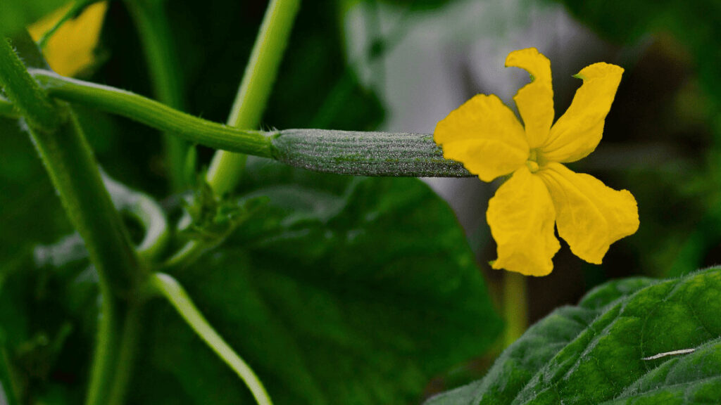 cucumber companion plants to avoid