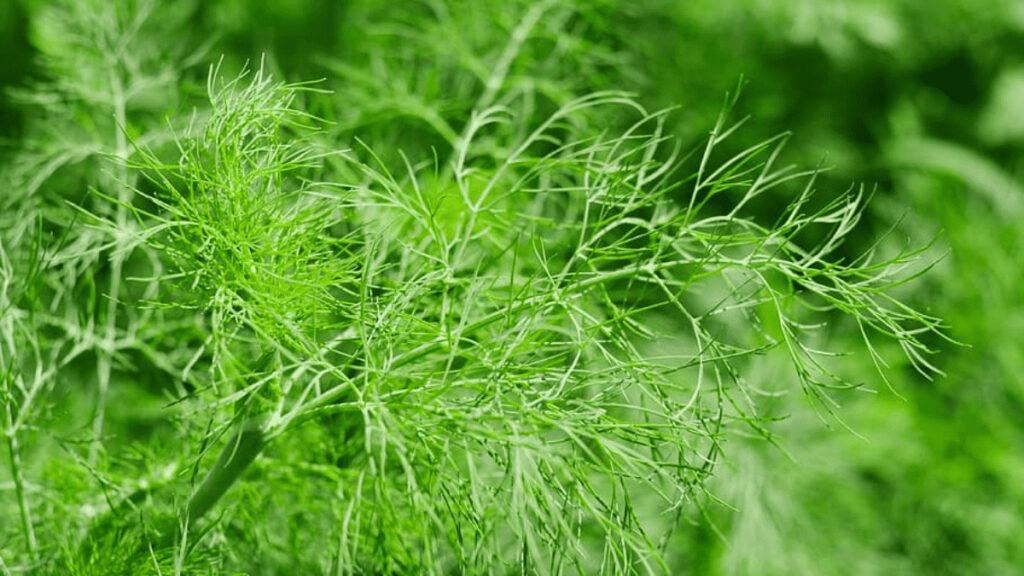 dill