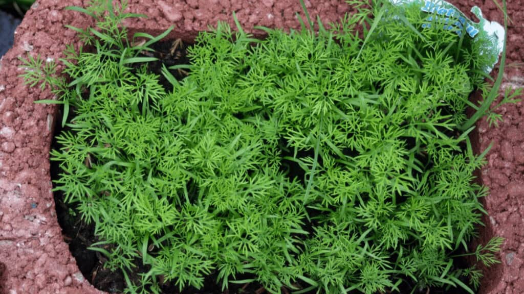 dill companion planting