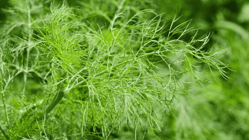 dill companion plants