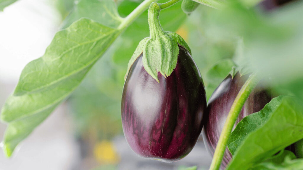 eggplant