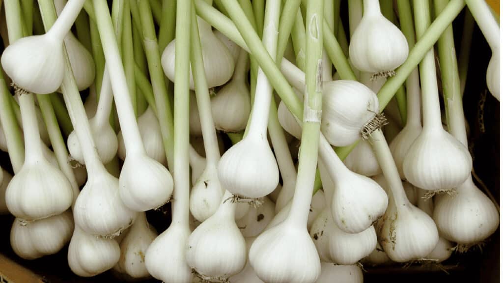 garlic companion plants