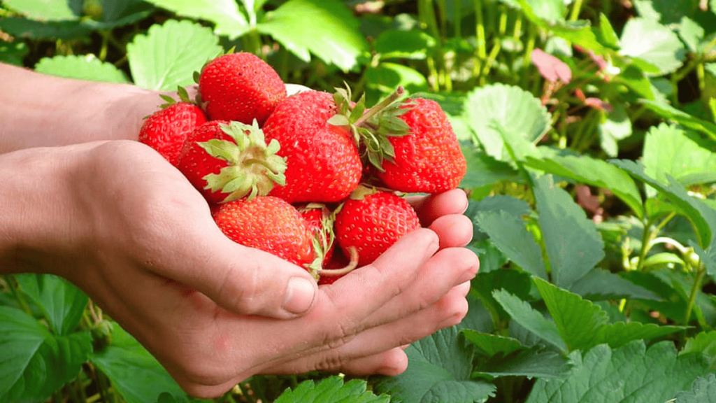 growing strawberries