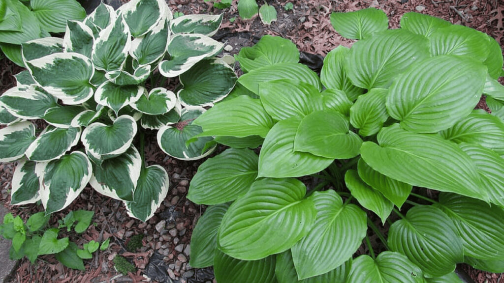 hosta companion planting