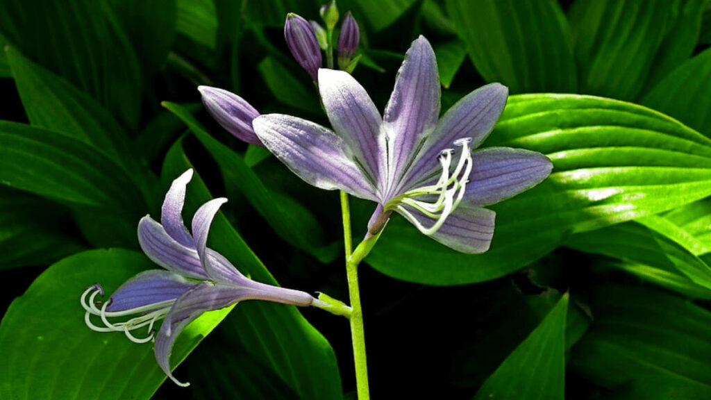 hosta companion plants