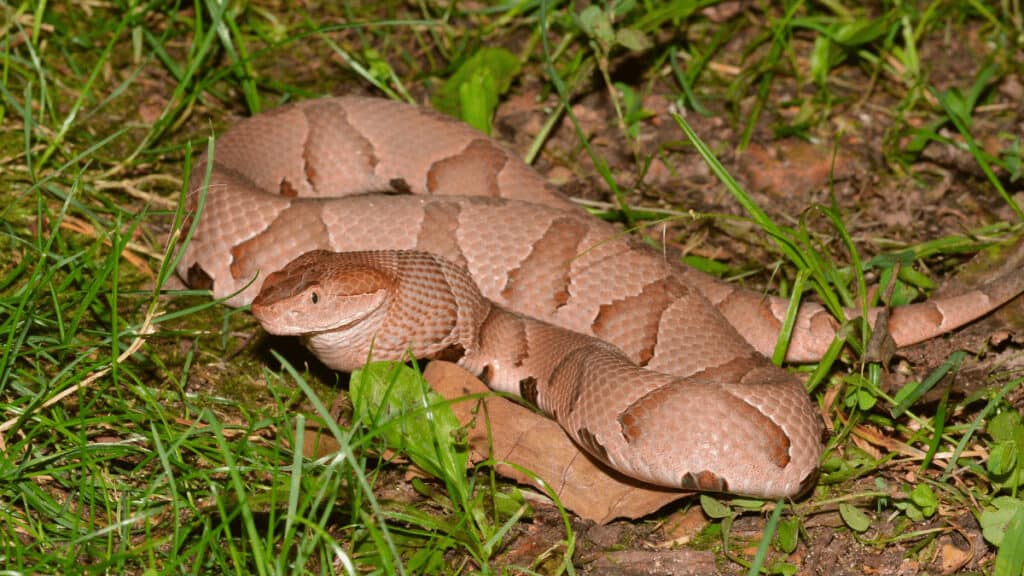 how to get rid of copperhead snakes