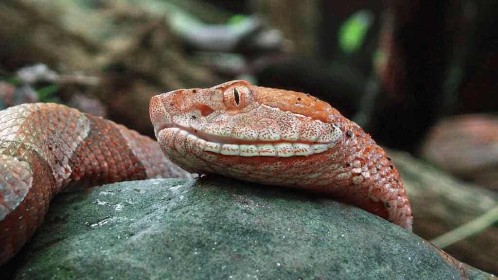 how to get rid of copperheads