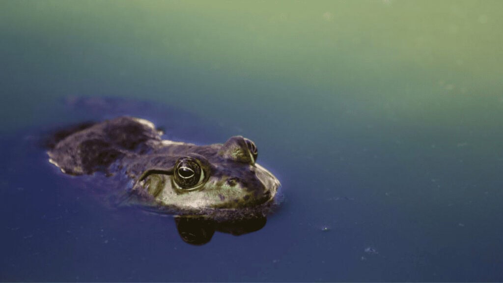 how to get rid of frogs in your pool