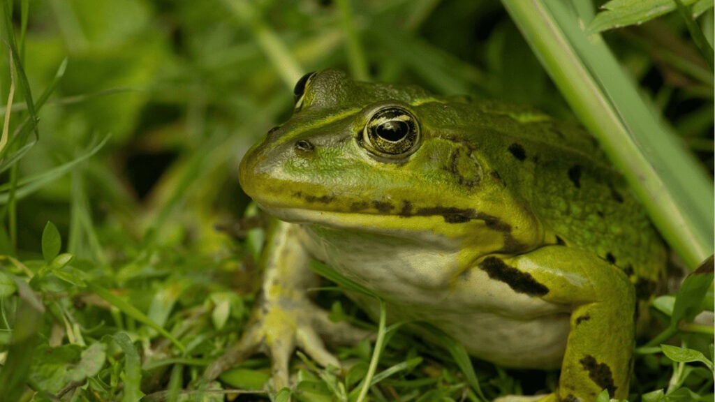how to get rid of frogs in your yard