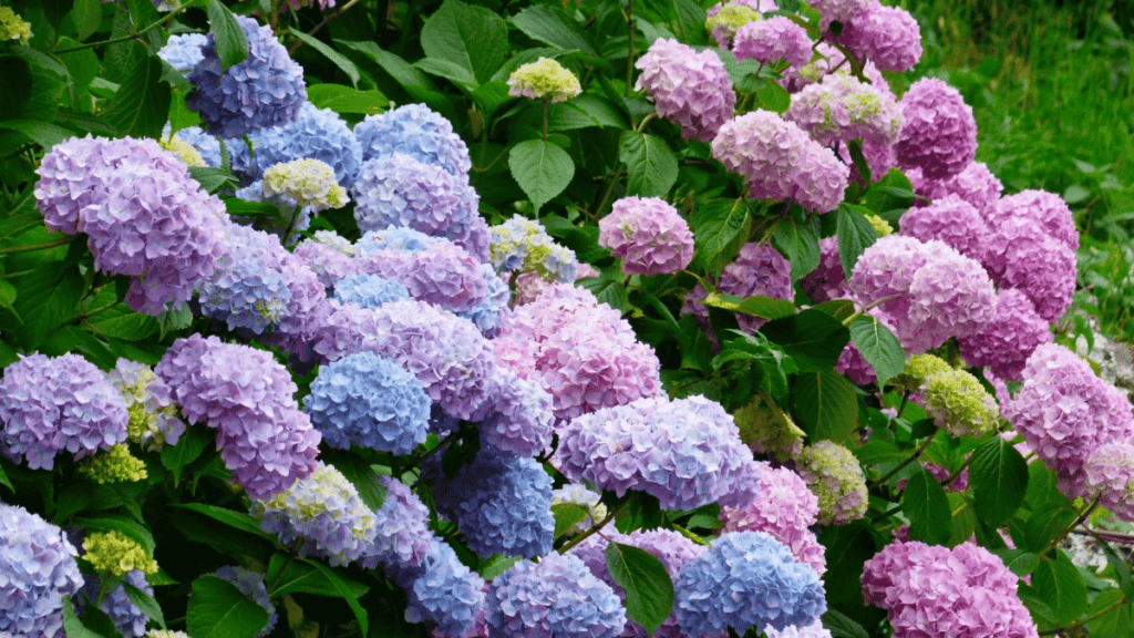 hydrangea companion planting