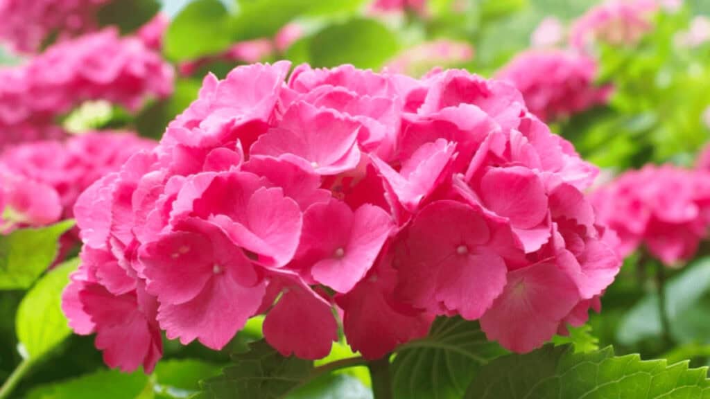 hydrangea companion plants