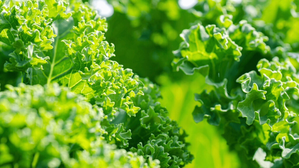 kale companion planting