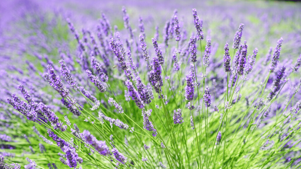 lavender companion plants