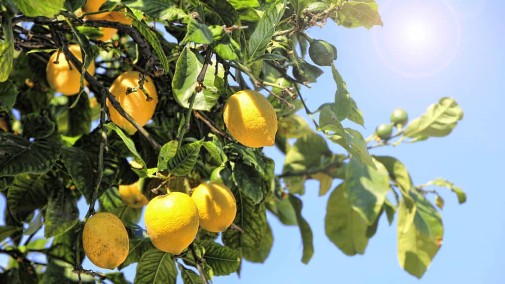 lemon tree companion planting