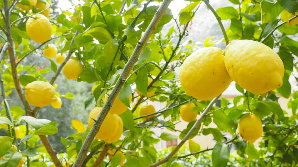 lemon tree companion plants