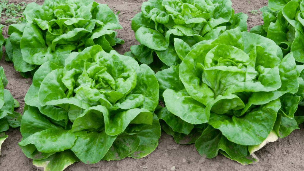 lettuce