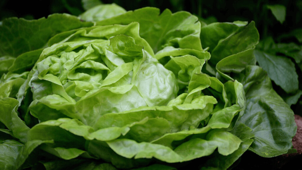lettuce companion planting