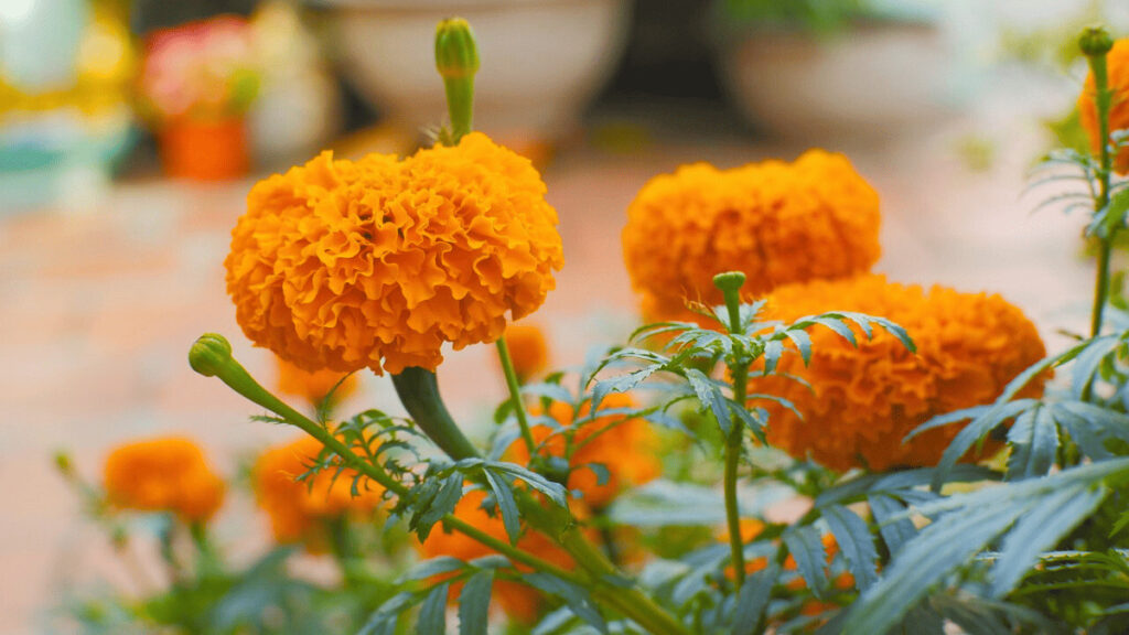 marigolds