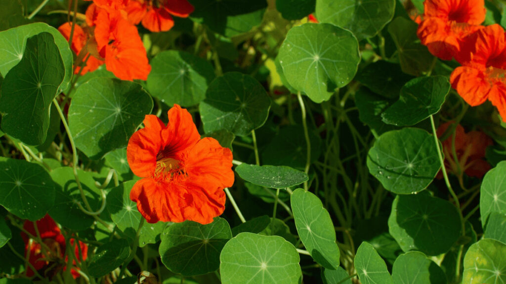 nasturtium