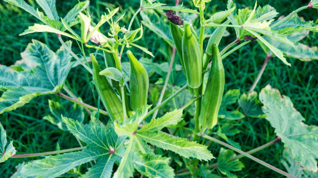 okra companion plants