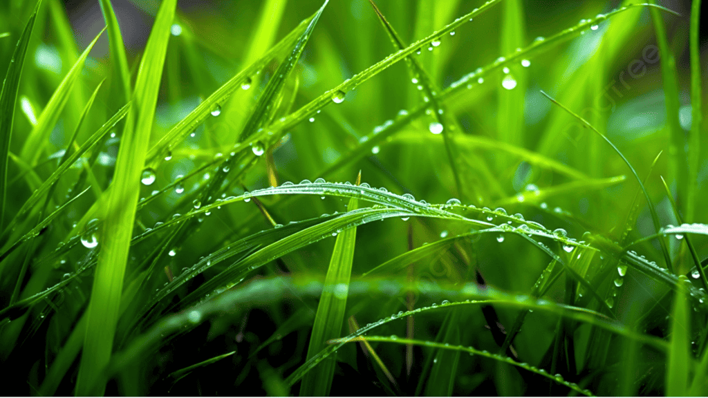 rain on fertlizers grass