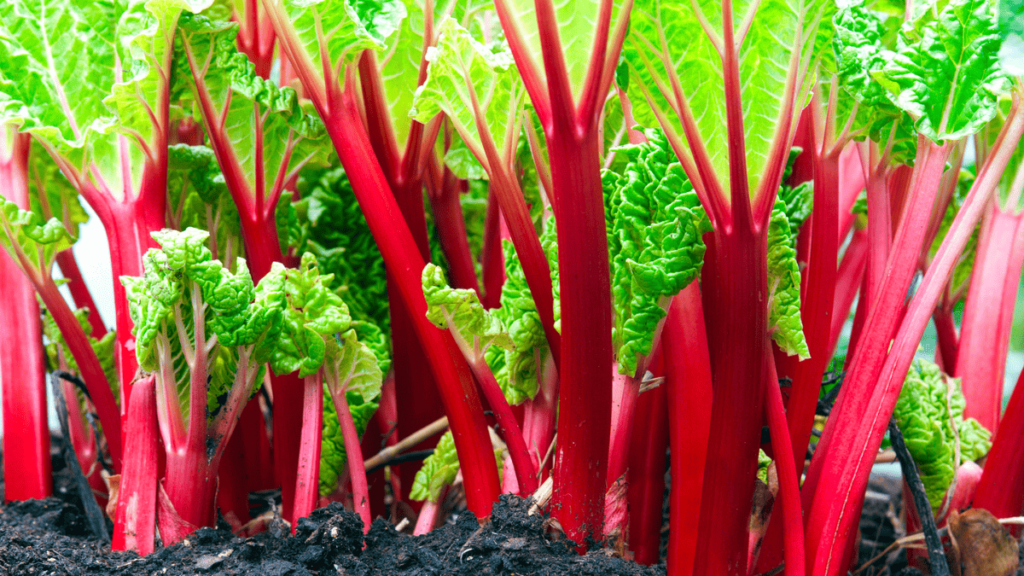 rhubarb