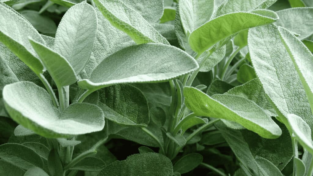 sage companion planting