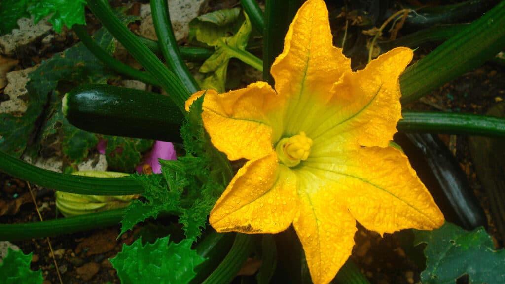 squash companion planting