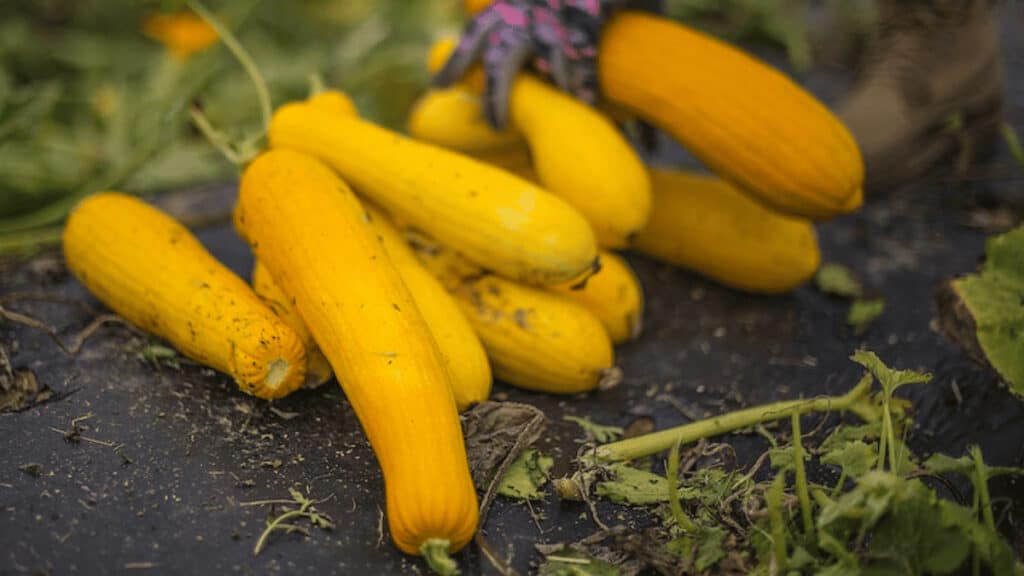 squash companion plants