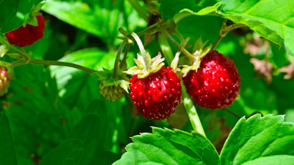 strawberry companion plants