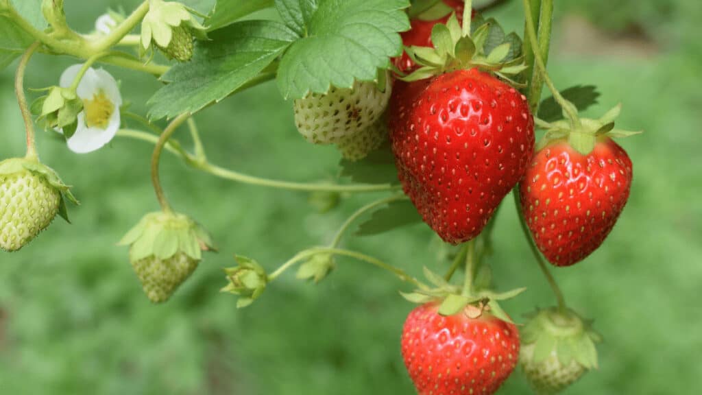 strawberry companion plants