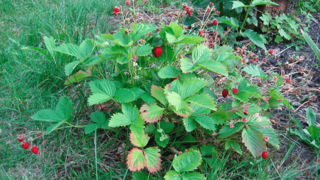 strawberry plants