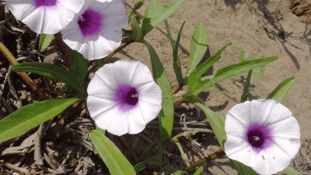 sweet potato companion planting