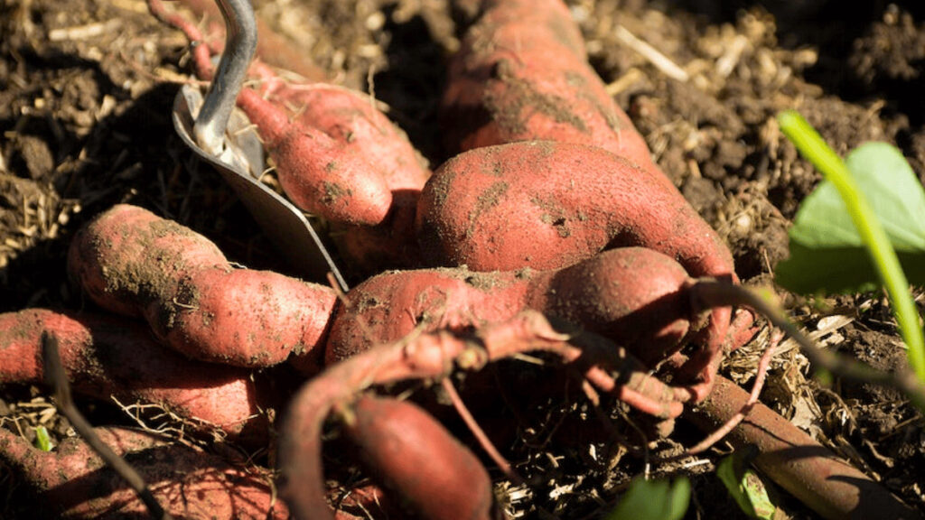 sweet potato companion plants