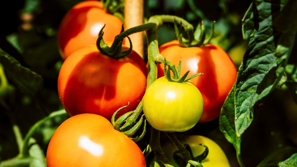 tomato companion planting