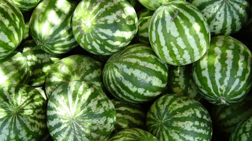 watermelon companion plants