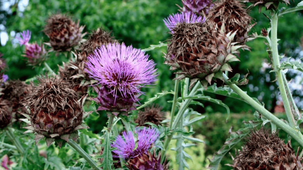 artichoke companion planting
