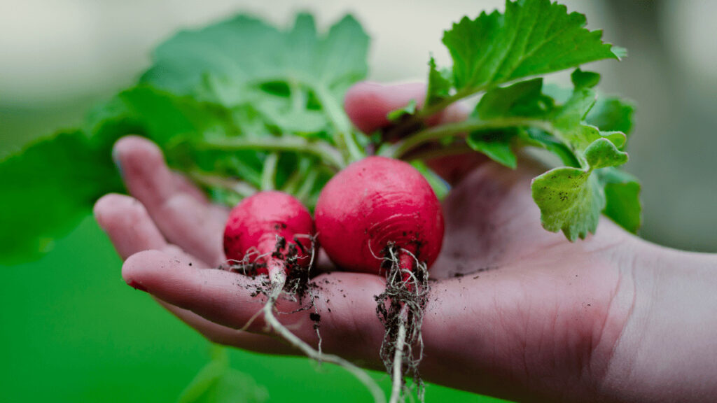 beet companion planting