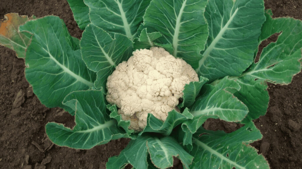 cauliflower companion plants