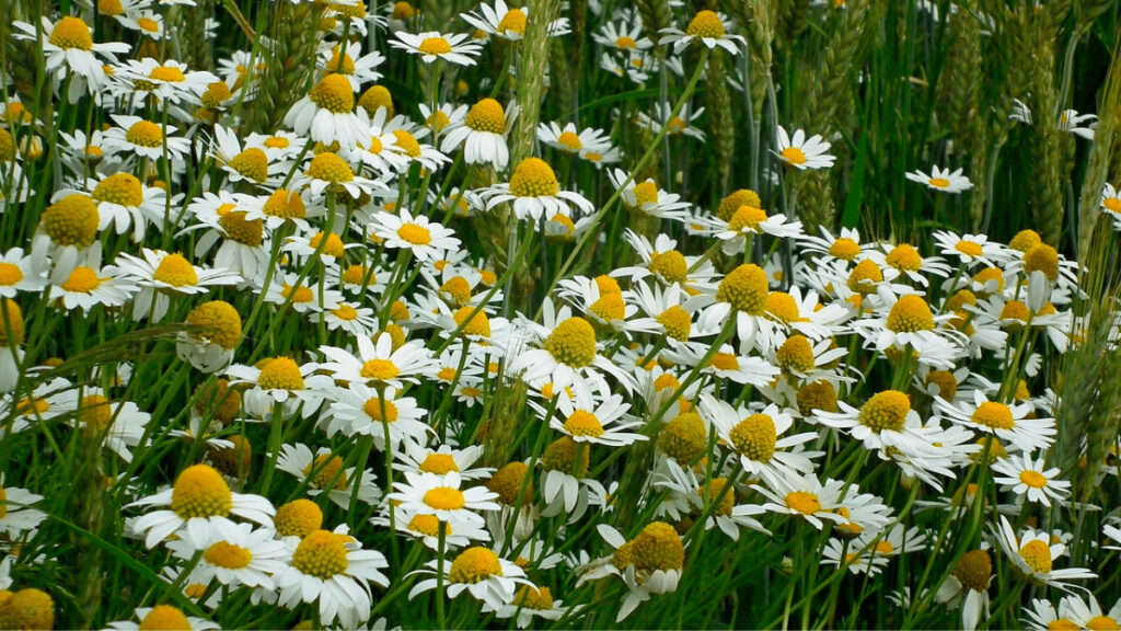 chamomile companion planting